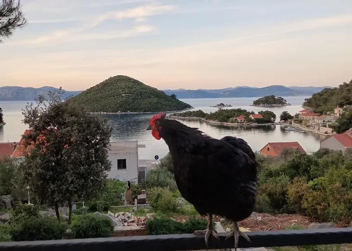 Roza * Prožura